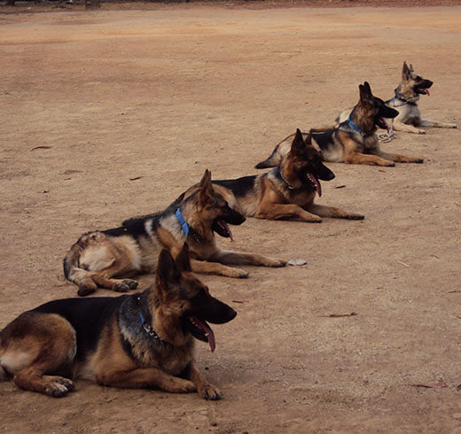 Sniffer Dog